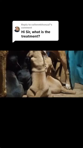 Treatment for Parvovirus is not the same. #different #ways #treatment #dogs #puppies | MrPuma