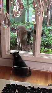 7.4M views · 188K reactions | Deer and cat are friends? Viewer Johnnie Kessler Sexton says: "This morning, a young deer visited us and spent an hour communicating with our cat in Raleigh!!!" | WRAL TV | Facebook