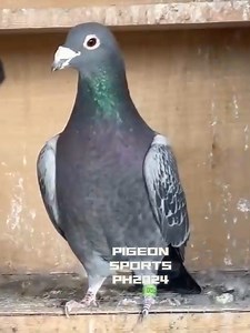 Pigeon Breeding Guide: Selecting, Pairing, and Rearing Racing Pigeons