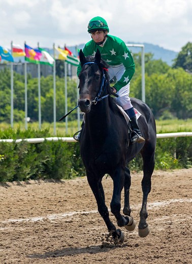 Guide To Buying A Racehorse: Tips, And Investment Insights