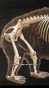 How bear trap works 😱 | #shorts #viralvideo #fact | Factsx