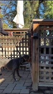 It’s not rocket science to suggest that for a dog to get better with other dogs it’s got to get close to dogs. But what if said dog literally cannot be close without attacking. Here I use the uncomfortableness of water to distract to get that first meeting. I tried EVERYTHING before this and nothing worked. But today she touched a dog and got touched by a dog, which is the start. | Beckman's Dog Training