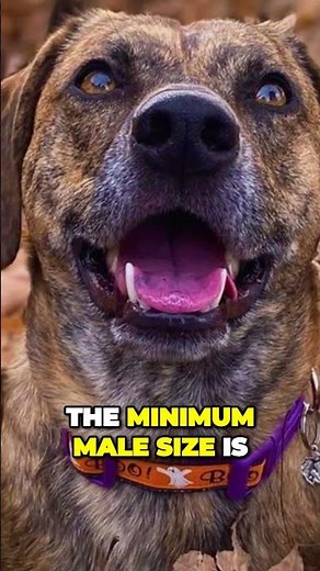 Black Mouth Cur - Powerful and Athletic Dog Breed