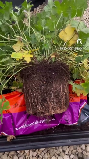 3 Plants for the price of 1 #gardeningforbeginners #budgetgardening #cottagegarden