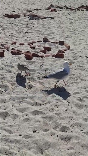 Möven am Strand von Helgoland #helgoland #möven #strand #seagull #birds #nature #wildlife