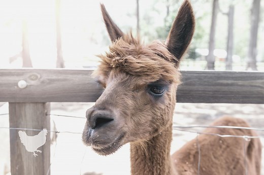 What Does Alpaca Meat Taste Like? — Farm & Animals