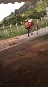 Donkey Don't Like Being Ridden