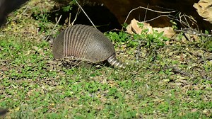 As it gets cold, how many of yall begin to take out blankets, extra pillows and bundle up in the winter? This armadillo seems to share that urge! We caught this one collecting fallen leaves and loose grass in a big bundle to take back to its den for warmth and comfort. Should you ever hear loud rustling from what sounds like a large animal in the woods or close to your tent, most of the time its actually just a small animal like our armadillo here. Besides collecting leaves, they also spend a lo