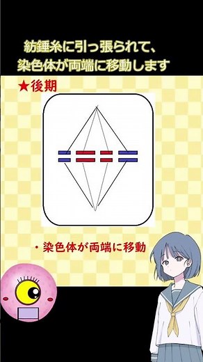 体細胞分裂 #高校生物 #理科 #体細胞分裂 #生物基礎