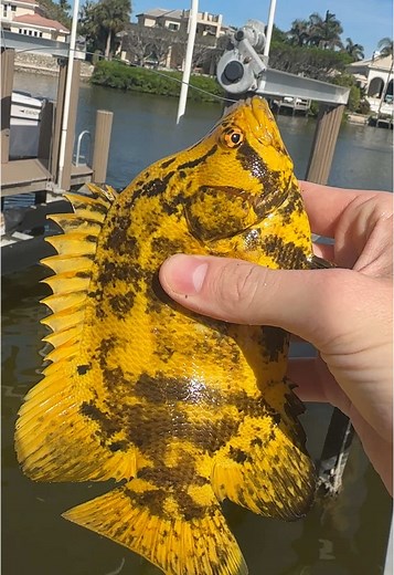 Quick Dock Triple Tail Fishing in Naples