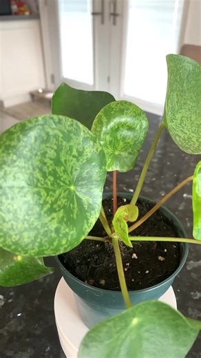 CA$19 • Pilea Peperomioides Mojito( rare variegated form of Chinese money plant) Rare variegated pilea Peperomioides plant Pick up near Kipling and Dixon( Etobicoke) Shipping available E-transfer to hold plants Get three variegated Pilea Peperomioides plants for $60 https://www.facebook.com/marketplace/item/1551998105989119/ | Jenny Kim