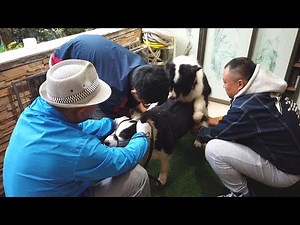 we will invite a professional team of pets to breed the border collie, hoping to make it a mother