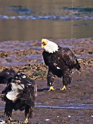 Eagle vs hawk💀 #hoanera #edits | hawk