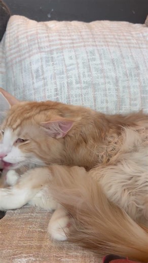 Clean Sunday 😻🐾❤️🫧🫧🫧🫧🫧🦁🫧🫧🫧🫧🫧😻🐾❤️🦁💜💋👀🫧🫧🫧🫧🫧