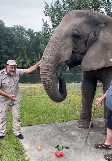 Bubbles the elephant is getting all the food choices👀 She is a gentle giant and very use to being around humans😁 That trunk is so useful and they literally use it for everything🙌 Its got so many nerve endings so its basically like our hand but better😅