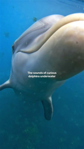 What do dolphins sound like underwater?!