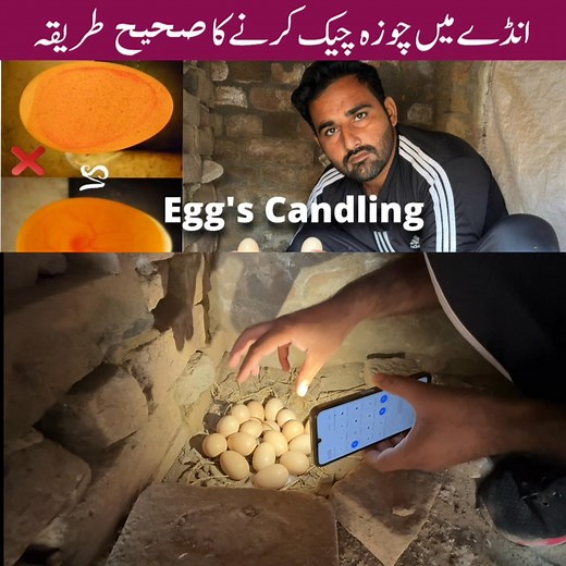 How to check chicks in eggs | eggs candling | #eggs #candling #hatchingeggs #viralvideo #poultry #minizoo #fblifestyle | Ch Shani Vlogs