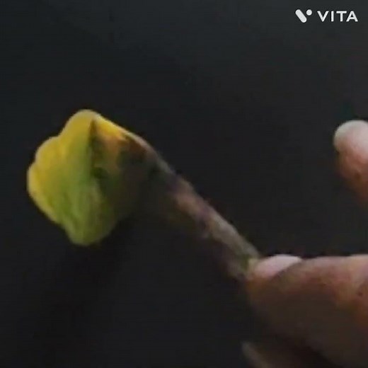 ONE STROKE PAINTING TECHNIQUE FOR BEGINNERS