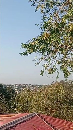 Sobrang init namamatay na unti unti mga dahon#trendingshorts #naturelovers #viralvideo #trending #