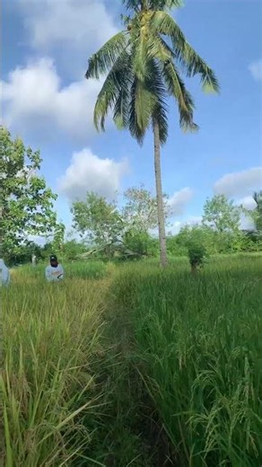 Alhamdulillah, currently harvesting rice, guys! 🌾