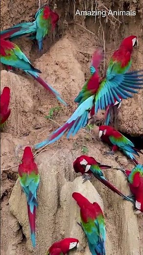 Why Amazon Parrots Eat Clay, Natures Secret Medici