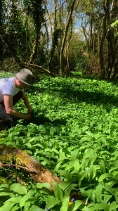 391K views · 4.5K reactions | Wild Garlic Preservation #foraging #wildfood #wildfoodlove #preserved #foraged #foragedfood #wildgarlic #kimchi | Forage For Knowledge | Facebook