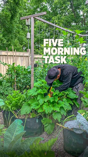 5 simple little things I do every morning to keep the garden healthy | Plantedinthegarden