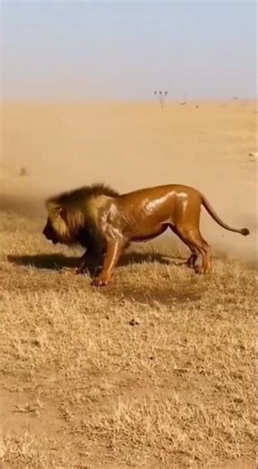 Lion Bites Rhino Tail - Gets COVERED in Spray! 🤮 #viral #lion #rhino #funny #instantkarma