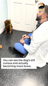 32K views · 323 reactions | 朗 Happy Dr. Tom Tuesday! 朗 Watch Dr. Tom turn this scared dog into a brave new friend! | Animals Doing Things | Facebook