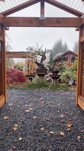 59K views · 568 reactions | Bonsai in the fall Collection of @bonsaimirai Footage by @BonsaiSociety #AmericanBonsai #BonsaiUSA #Conifers #BonsaiLife #BonsaiSociety | Bonsai Society | Facebook