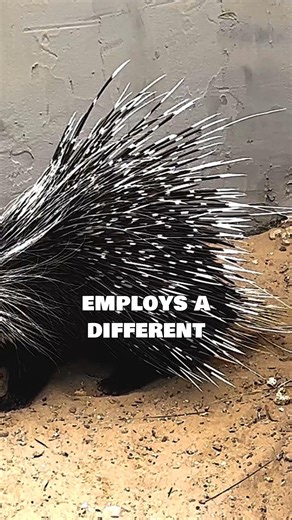 This animal's defenses can be lethal#shorts#documentary