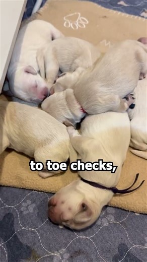 The first 14 days of a puppy’s life are about regulation, warmth, and nourishment.