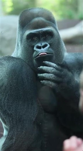 Gorilla Laughs as Strong Man Fails Thor’s Hammer Challenge | Real Zoo Reaction