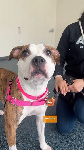 176 reactions · 21 shares | Ready to learn how to leash dogs like a pro? Check out these tips to learn how we leash dogs at the ASPCA. Visit the link in our bio to learn more #BehaviorTreats tips! #ASPCA #DogTraining #TrainingTips #ASPCATrainingTips | ASPCA | Facebook