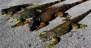 Yoga Instructor Gets Bitten by Iguana on Beach; Video Goes Viral