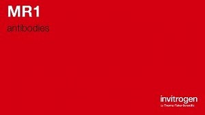 MR1 antibodies from Thermo Fisher Scientific