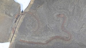 47 Millionen Jahre altes Python-Fossil: Neue Funde in südhessischem UNESCO-Welterbe