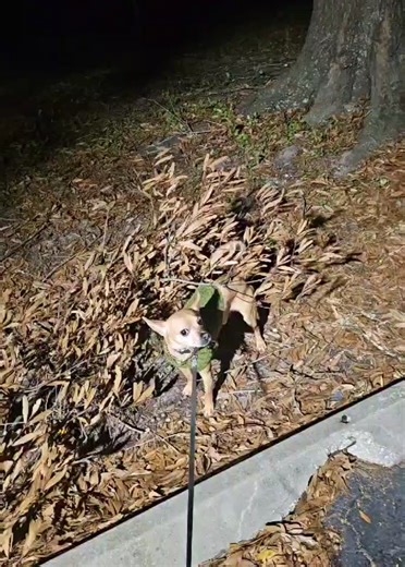 Chihuahua Stuck and Seeking Help