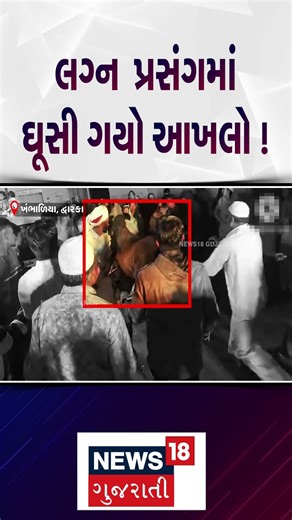 Dwarka News | ફુલેકામાં આખલો ઘૂસી જતાં મચી અફરાતફરી ! | Marriage Function | Gujarati News | N18S