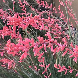 FlowerKisser Weeping Pink Texas Yucca, Hesperaloe | High Country Gardens
