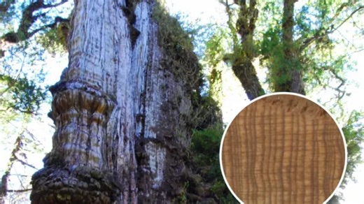 Oldest Tree In The World Discovered in South America