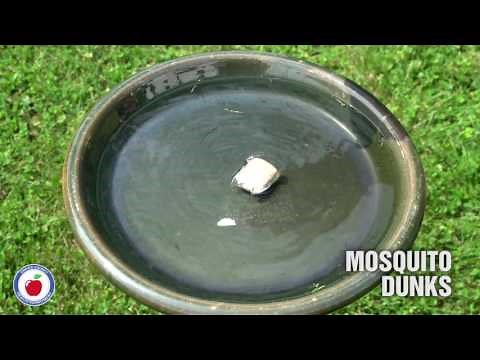 Mosquito Prevention in bird baths