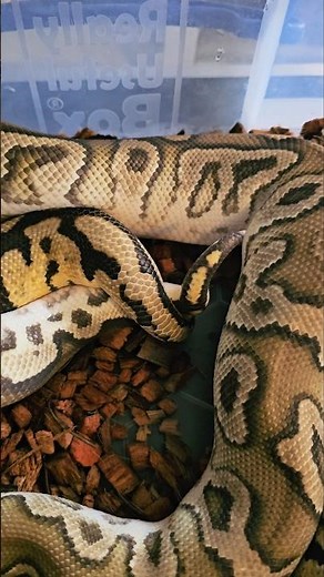 Ball Pythons Breeding 🔥 #ballpython #royalpython #ballpythonbreeder #snake #reptiles #snakebreeder