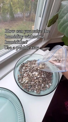 6.3K views · 33 reactions | Increase humidity, without a humidifier!...