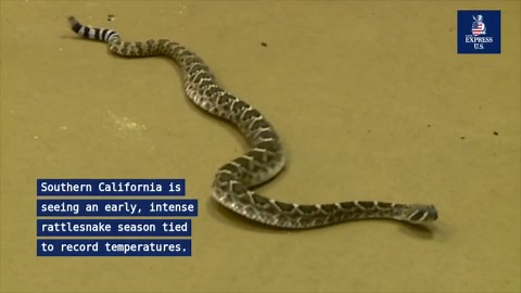 3rd person dies from rattlesnake attack as California battles 'aggressive' epidemic