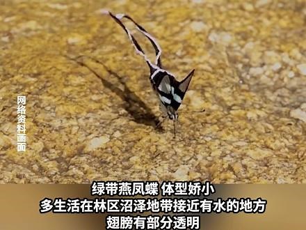 蝴蝶界的风筝精灵：绿带燕凤蝶，多生活在林区沼泽地带接近有水的地方，后翅尾带极为修长，展翅时轻盈飘逸。#神奇动物在抖音 #野生动物零距离 #神奇动物 #科普 #科普中原