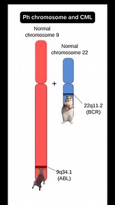 The Philadelphia chromosome t(9;22) creates the BCR-ABL fusion protein, a rogue tyrosine kinase that drives uncontrolled myeloid proliferation in CML. Imatinib, a targeted TKI, shuts down this abnormal signaling by blocking ATP binding, halting cancer growth and restoring normal blood cell production. #medstudent #medschool | Dr Home