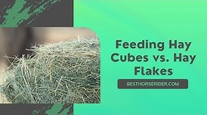 Feeding Hay Cubes vs. Hay Flakes