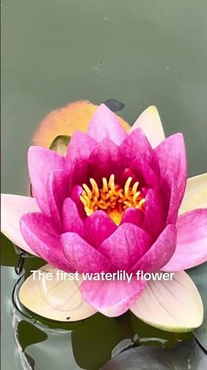 These water lilies just brighten up the pond . See the description fun facts