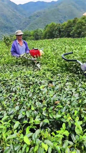 Trimming tea plants quickly using a powered cutter for even growth #popular #garden #work #plants
